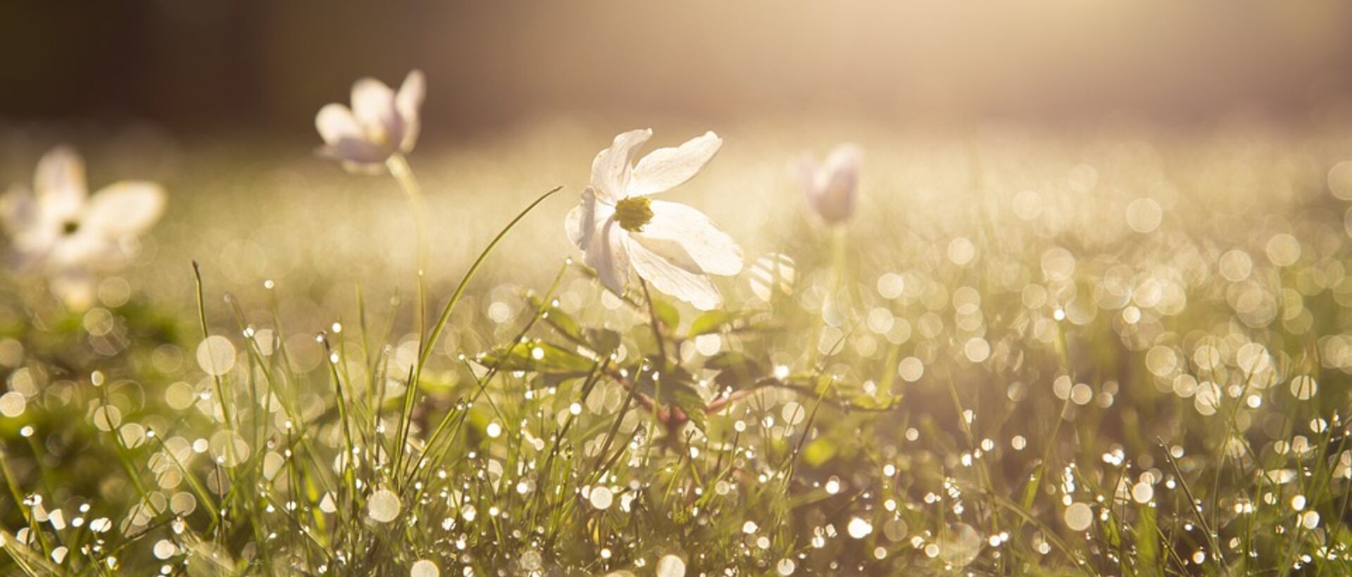 Blumenwiese mit Tautropfen im Morgenlicht