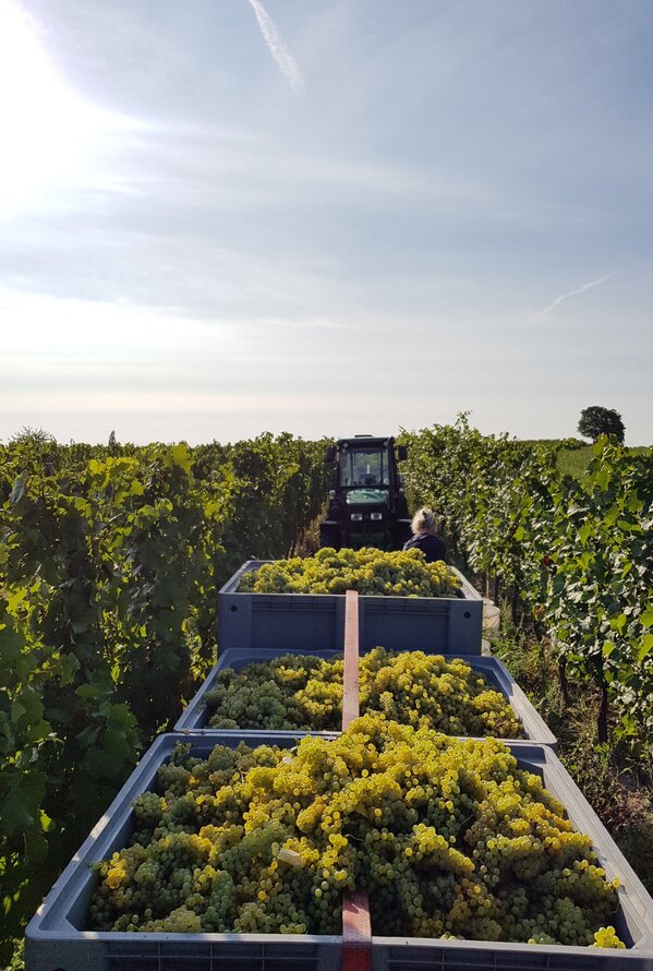 Traktor mit vollen Weintrauben-Kisten im Weinberg