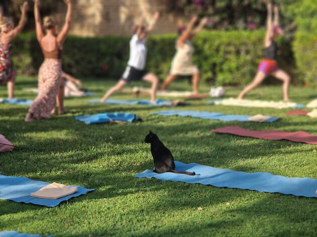 Eine Gruppe macht Yoga im Freien auf einer Wiese, während eine Katze entspannt auf einer Yogamatte sitzt.