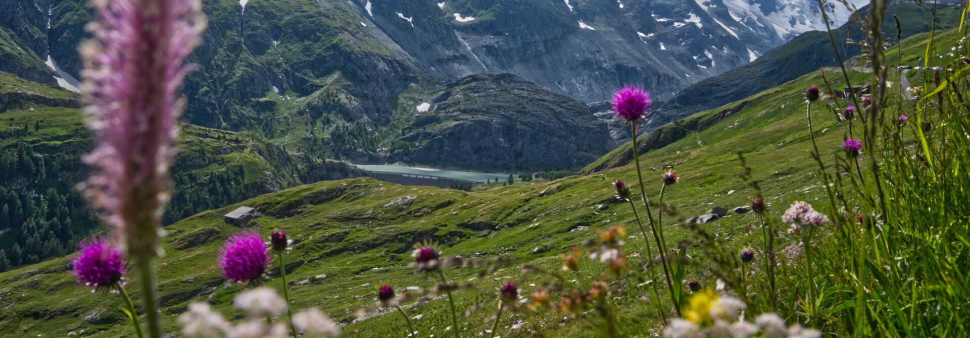 Verschneite Berge im Frühling mit blühender Wiese im Vordergrund
