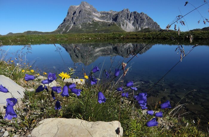 Körbersee mit Spiegelung des Berges im Wasser, Blumen im Vordergrund
